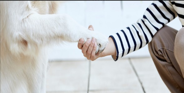 item-banner